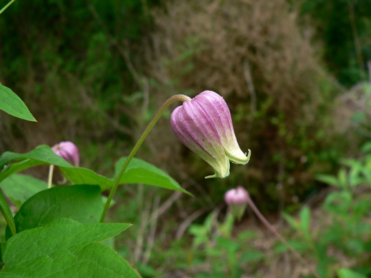 {Clematis flaccida}